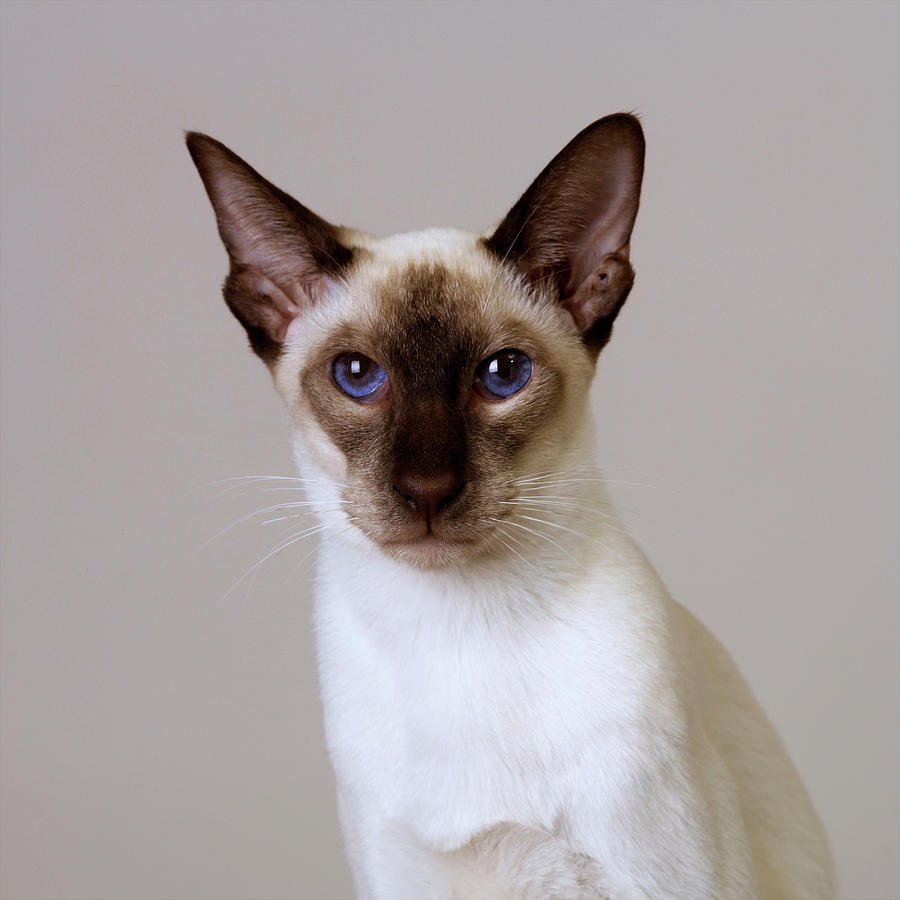 Portrait Of Seal Point Siamese Digital Art by Simon Murrell - Fine Art ...