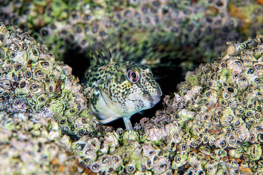 Portrait Of Shanny / Common Blenny On A Bed Of Barnacles. Photograph by ...