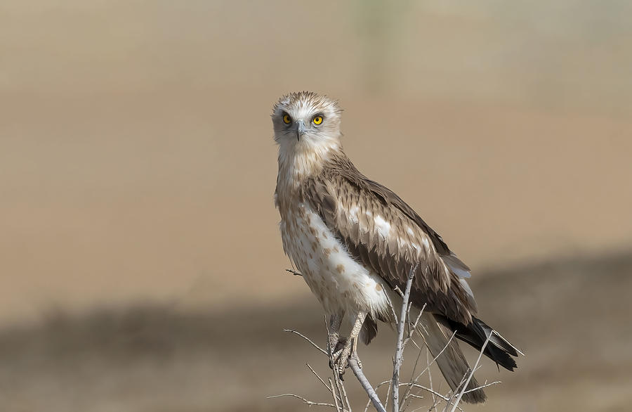 Portrait Of Short Toed Snake Eagle Photograph by Carmel Tadmor - Fine ...