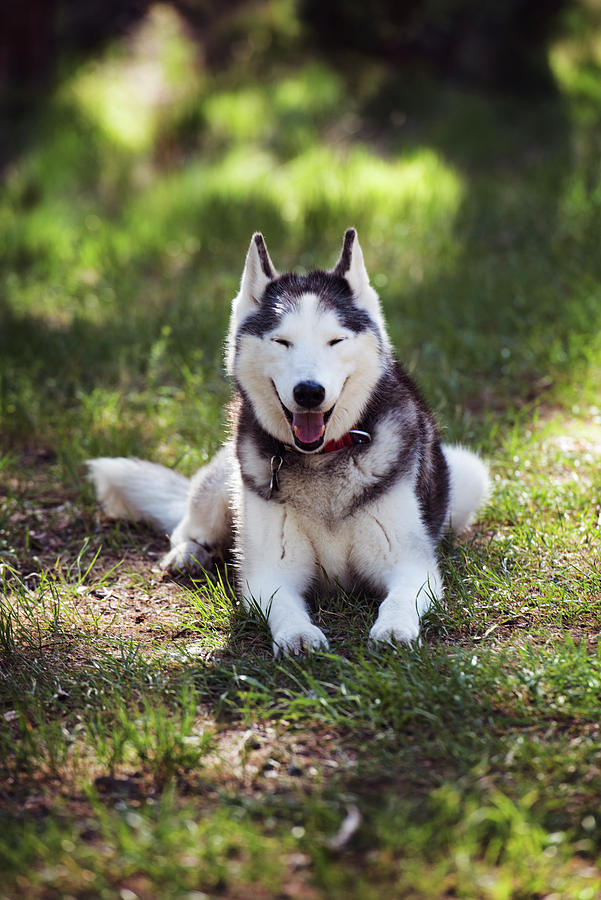 Portrait Of Siberian Husky Sitting On Field Photograph by Cavan Images