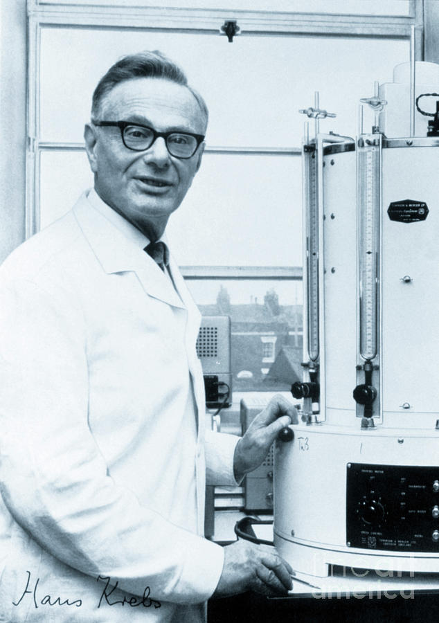 Portrait Of Sir Hans Krebs Photograph By Science Photo Library Fine