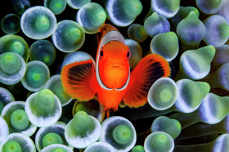 Portrait Of Spinecheek Anemonefish In Its Host Bubble-tip Photograph by Alex Mustard / Naturepl.com Portrait Of Spinecheek Anemonefish In Its Host Bubble-tip Photograph by Alex Mustard / Naturepl.com