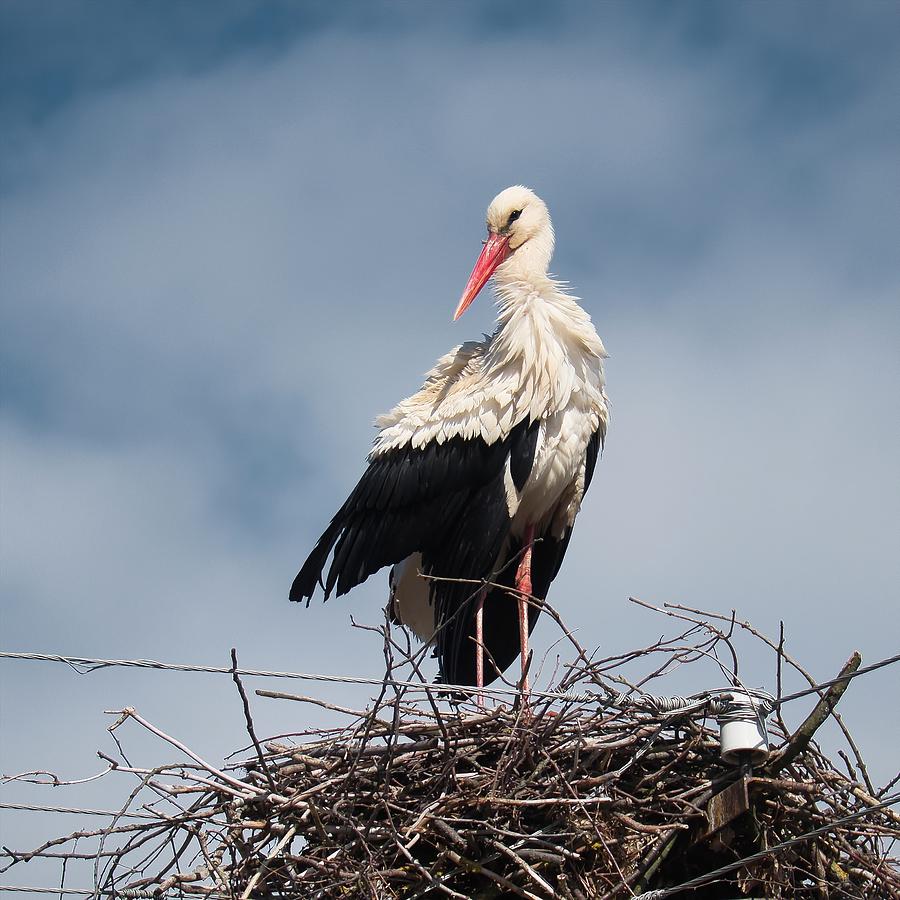 Portrait of stork. Horytsya, 2015. by Andriy Maykovskyi Portrait of stork. Horytsya, 2015. by Andriy Maykovskyi