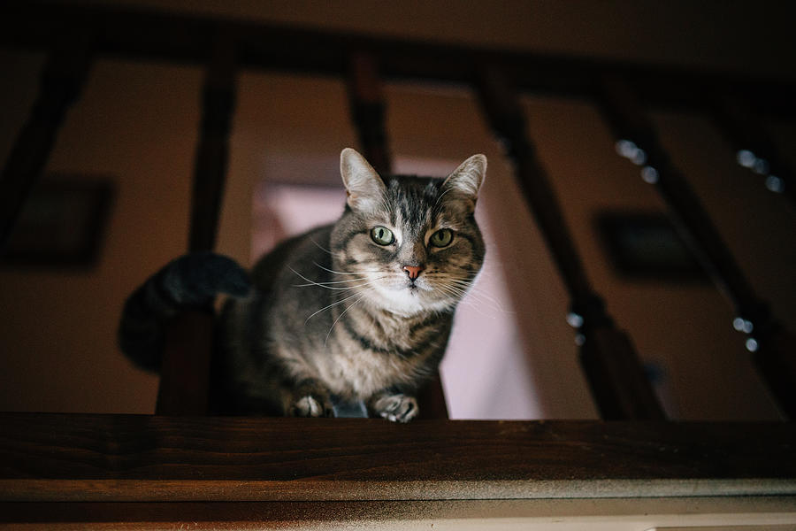 Portrait Photograph - Portrait Of Tabby Cat By Railing by Cavan Images