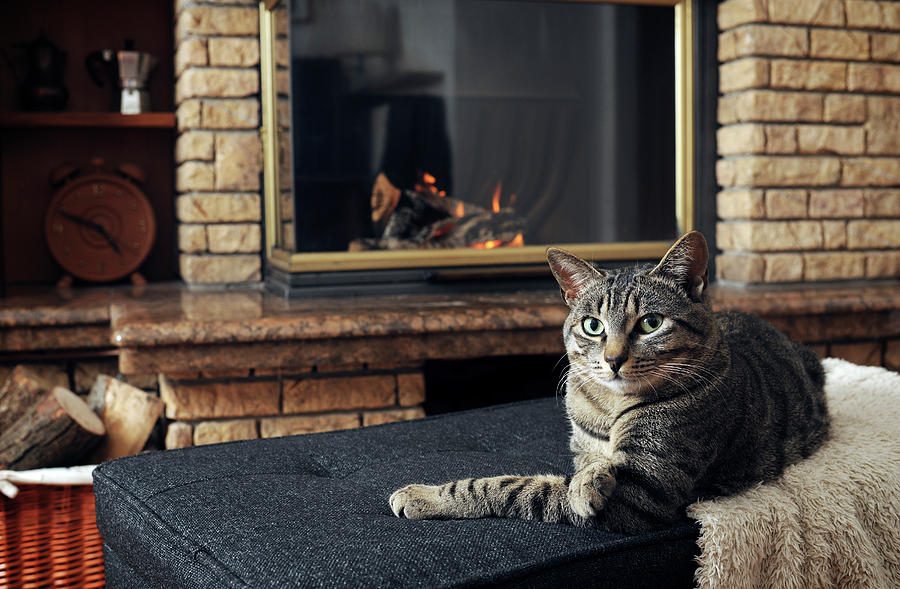 Portrait Photograph - Portrait Of Tabby Cat Sitting On Ottoman At Home by Cavan Images