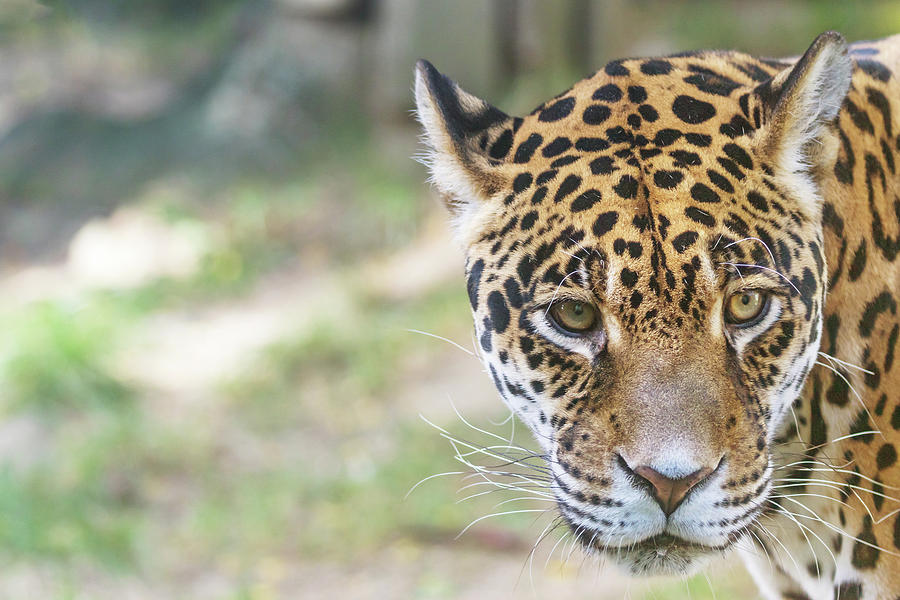 Portrait Of The American Jaguar Looking At The Camera Closeup 