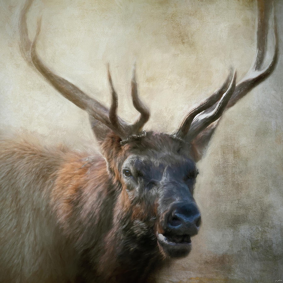 Portrait Of The Bull Elk Painting by Jai Johnson