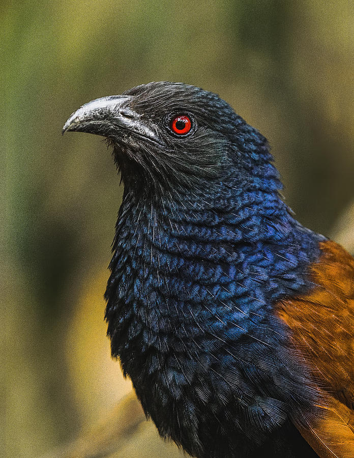 Portrait Of The Greater Coucal Photograph by Susheel Marcus