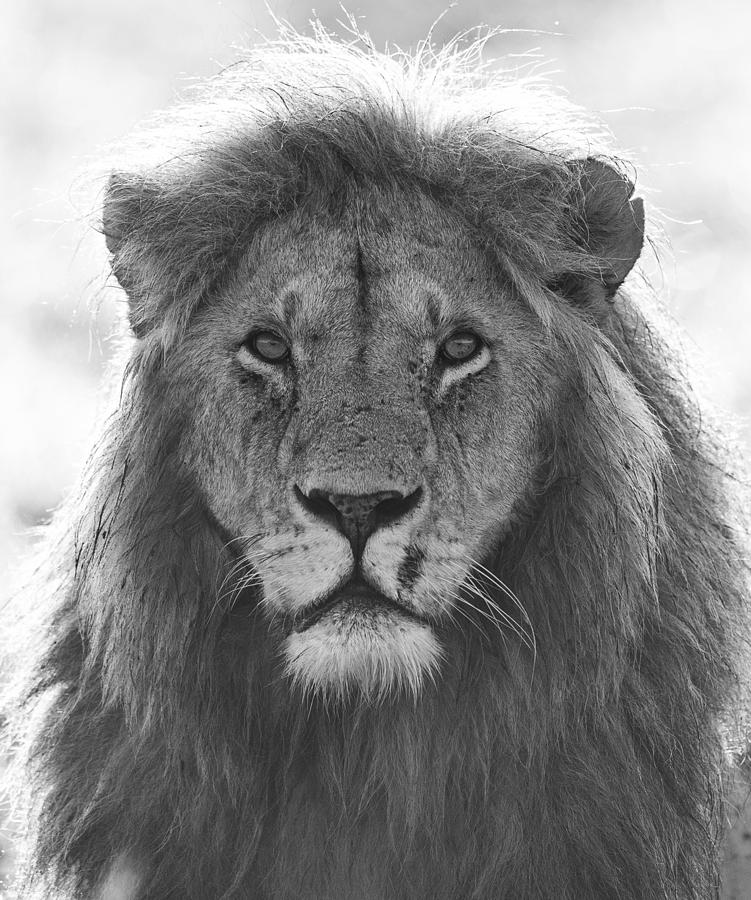 Portrait Of The Lion King Photograph by Indresh