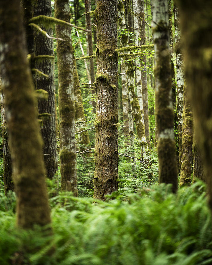 Vancouver Island Photograph - Portrait of the Rainforest by Matt Hammerstein