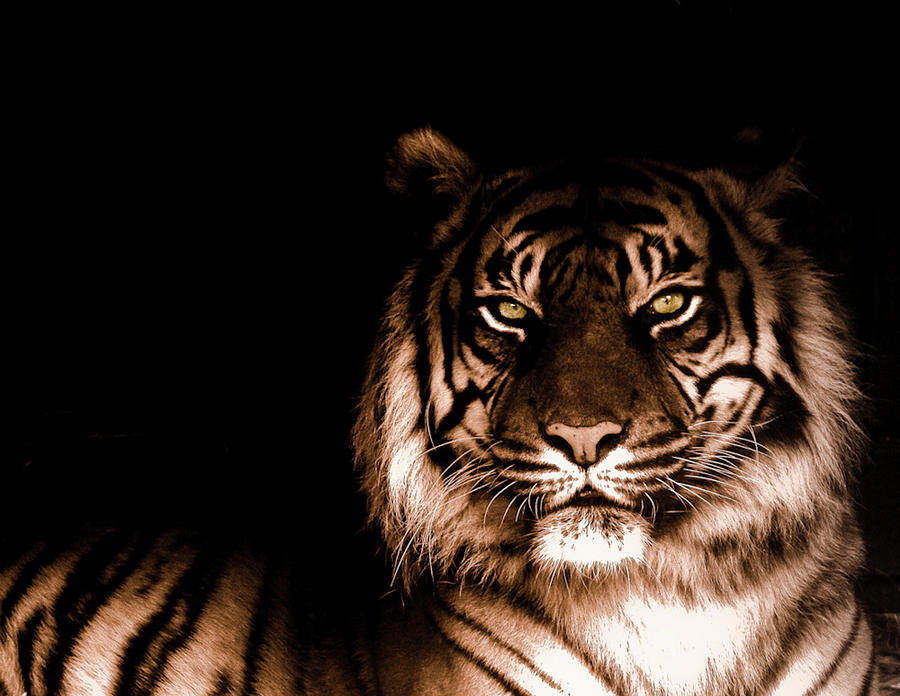 Portrait Of Tiger Photograph by Farzan Bilimoria