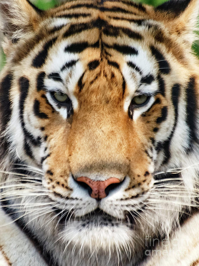 Portrait Of Tiger Photograph by Shene - Fine Art America