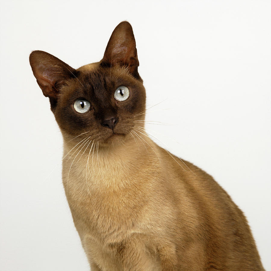 Portrait Of Tonkinese Chocolate Head Digital Art By Simon Murrell - Pixels