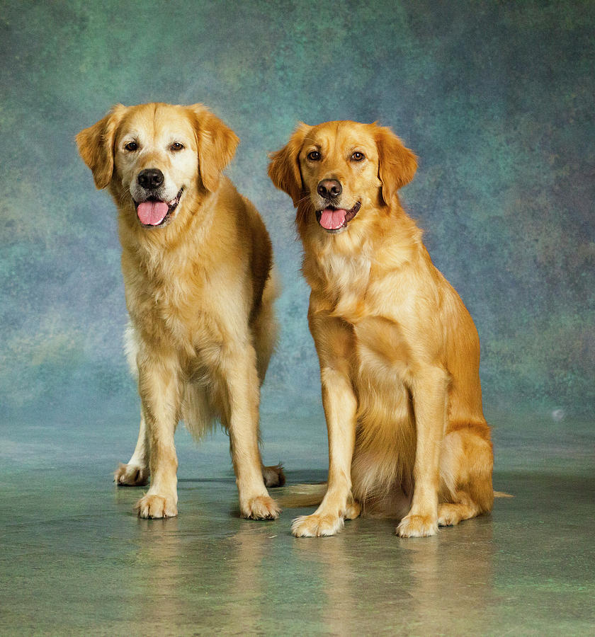 Portrait Of Two Golden Retriever Dogs Photograph by Panoramic Images