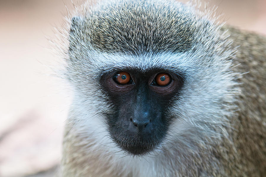 Portrait Of Vervet Monkey Photograph by Cavan Images | Pixels