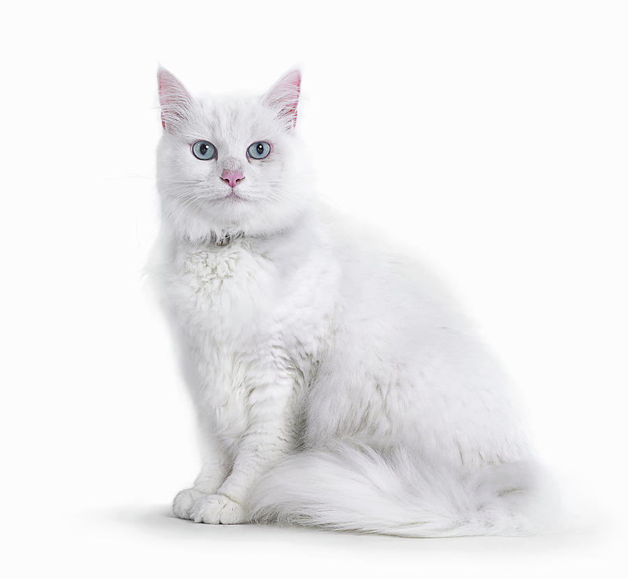 Portrait Of White Cat Photograph by Gandee Vasan