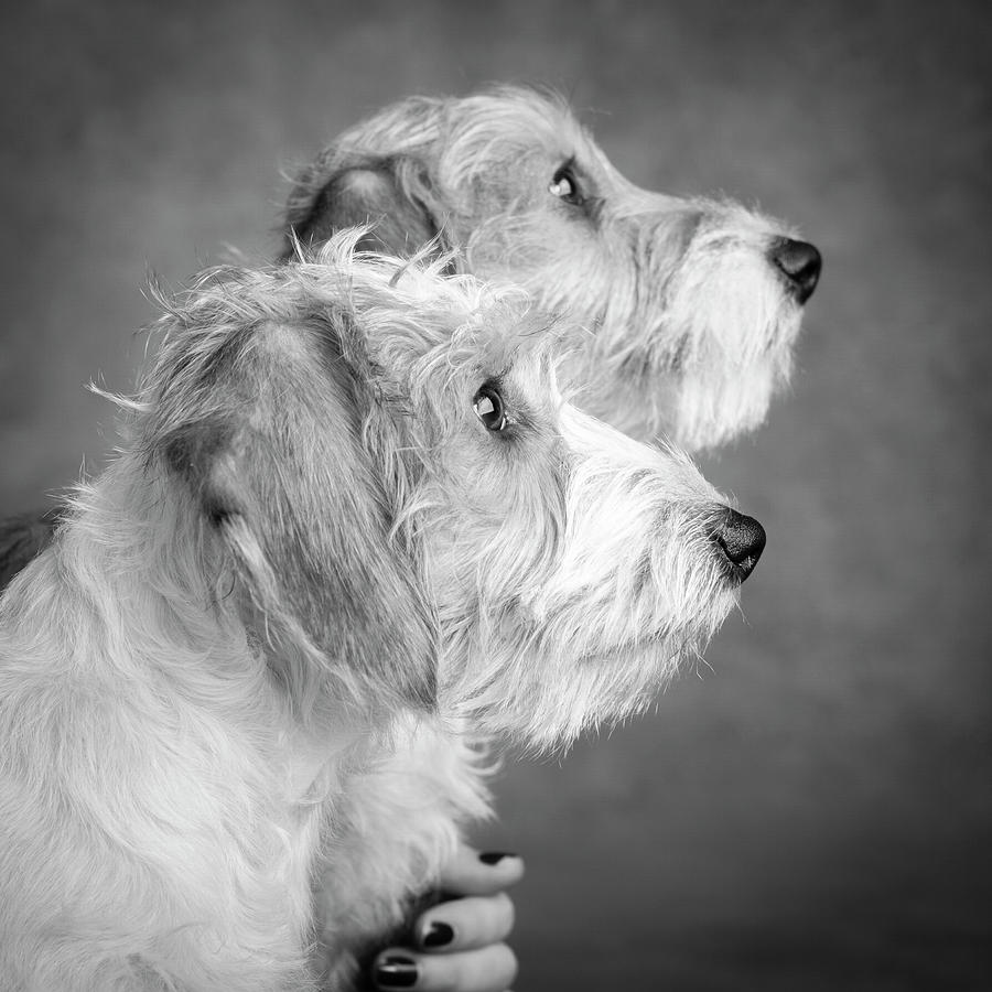 Portrait Of Wire Hair Mini Dachsund Dogs Photograph by Panoramic Images