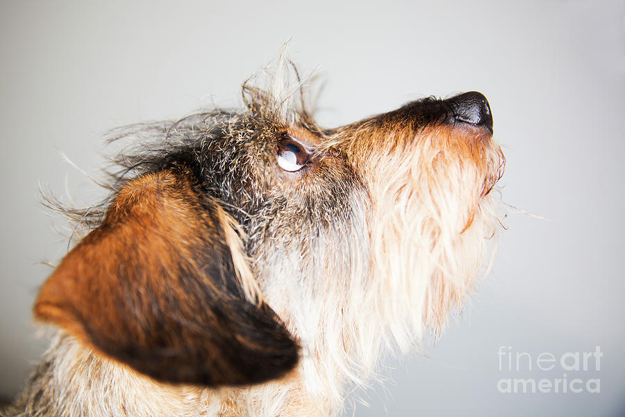 Portrait Of Wire-haired Dachshund Photograph by Westend61