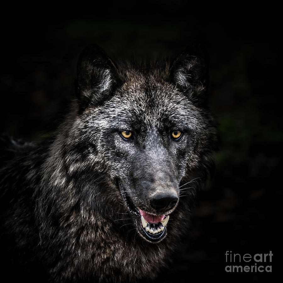Portrait Of Wolf In Forest Photograph by Zocha k