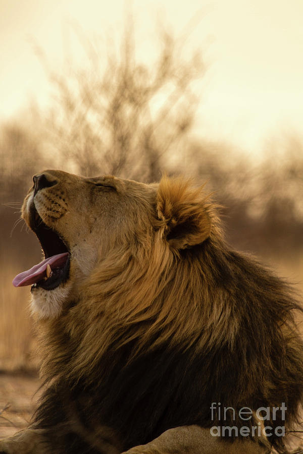 Portrait Of Yawning Lion, Kalahari Photograph by Valentin Uhrmeister