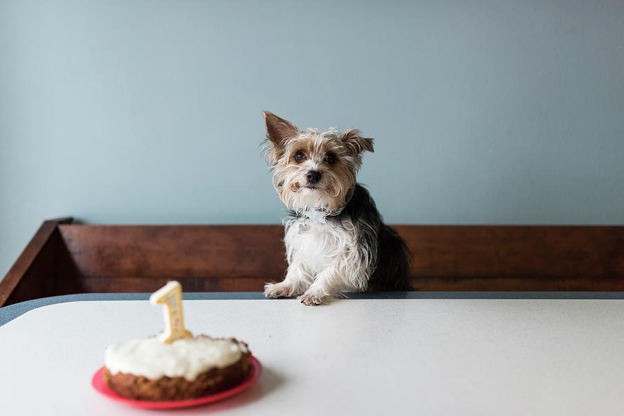 Yorkie Dog Cake - CakeCentral.com