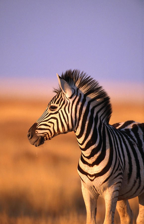 Portrait Of Young Burchells Zebra Equus Photograph by Andrew Parkinson