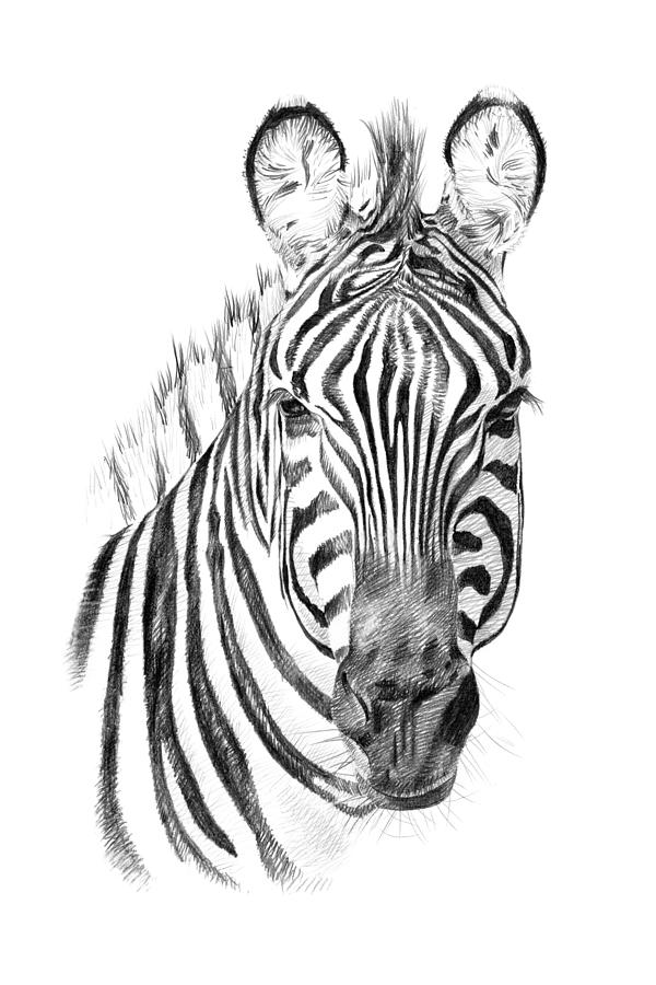 Vintage Photograph - Portrait Of Zebra Drawn By Hand by Volodymyr Burdiak