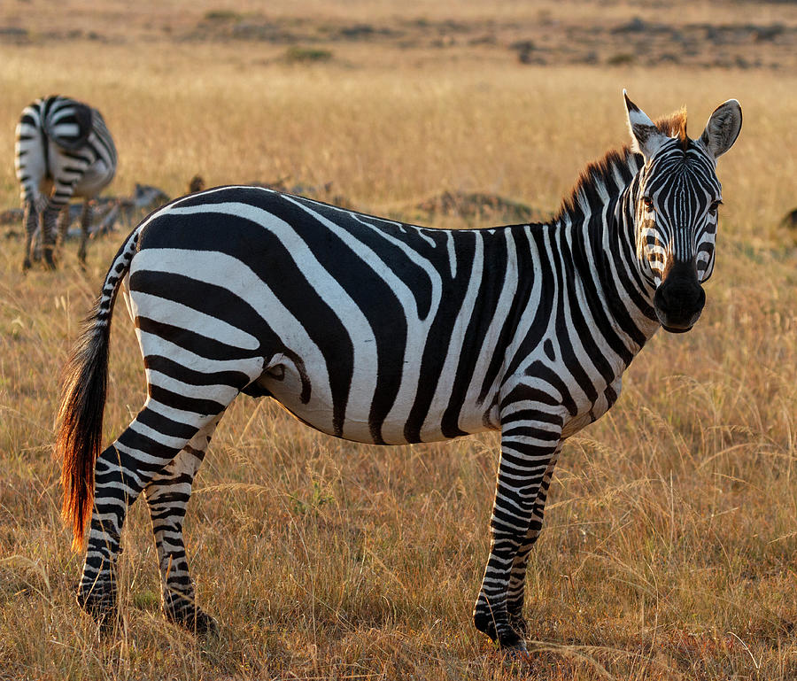 Portrait Of Zebra Standing On Grassy Field At Maasai Mara National 