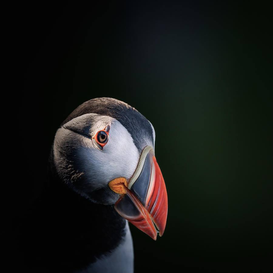 Puffin Photograph - Portrait Session With A Puffin by Magnus Renmyr