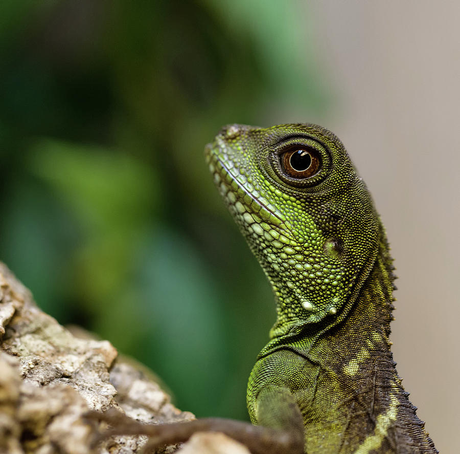 Portrait Water Dragon Photograph by Produced By Oliver C Wright