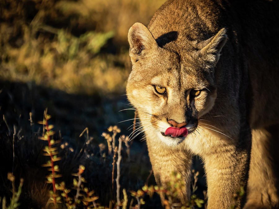 Portrait With Tongue, Puma (puma Photograph by Ralph Lee Hopkins | Fine ...