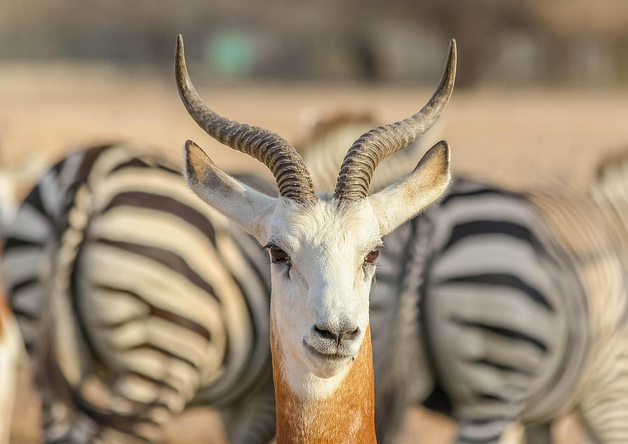 Nature Photograph - Portrait With Zebra Background by Khalid Jamal