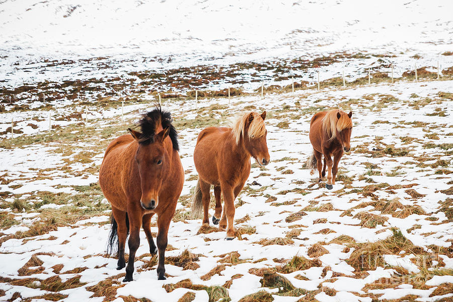 Portraits of Icelandic race horses on a snowy mountain, protected purebred animals. Photograph by Joaquin Corbalan