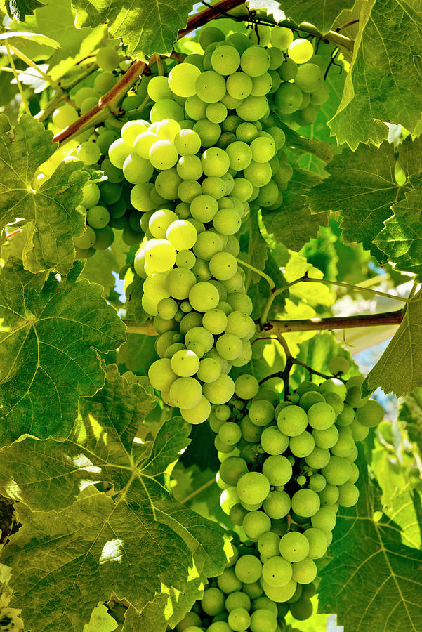 Portugal, A Bunch Of White Grapes Ripening On The Vine Digital Art by Michael Howard