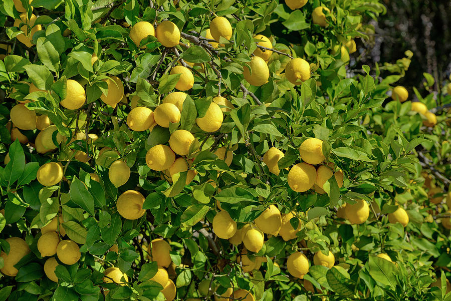 Portugal, Faro, Silves, Lemons On A Lemon Tree In The Sunshine Digital Art by Michael Howard