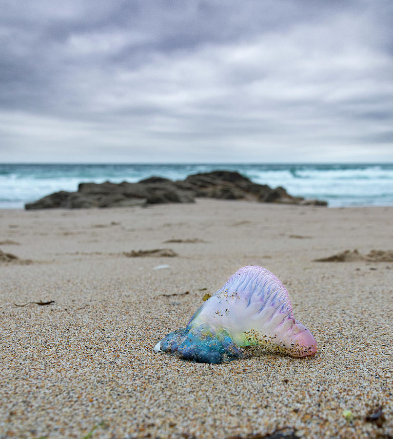 Wildlife Photograph - Portugese Man O War Washed Up On Beach, Praa Sands by Lewis Jefferies / Naturepl.com