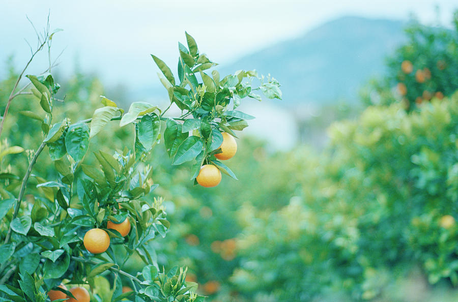 Portuguese Oranges Growing On A Tree algarve Region Photograph by Oliver Brachat