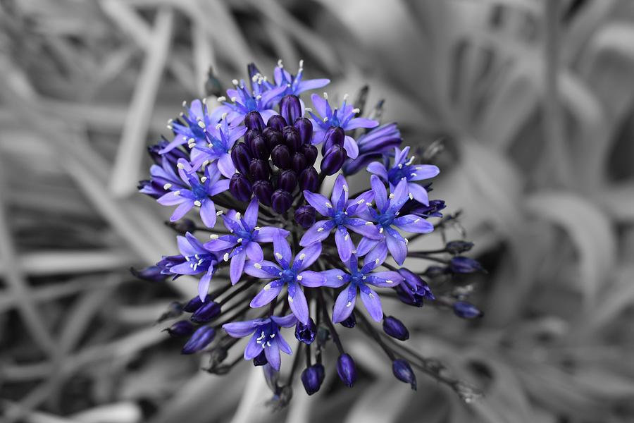 Portuguese Squill Beauty Photograph by Yolanda Caporn