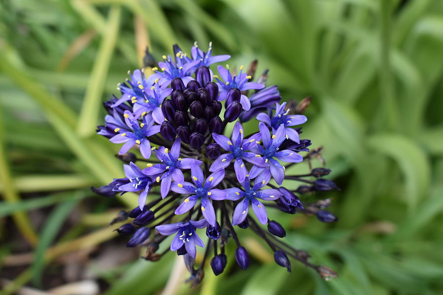 Portuguese Squill Flower Photograph by Yolanda Caporn