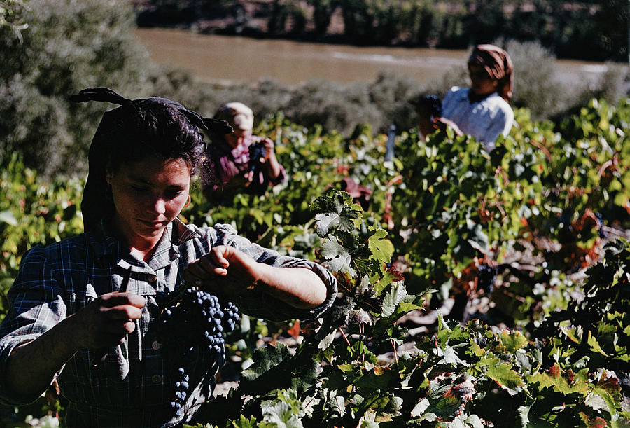 Portuguese Vineyard by Bert Hardy