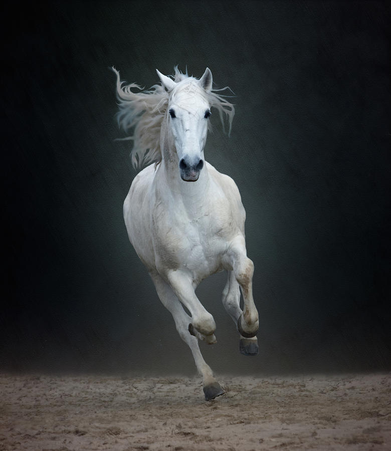 Portuguese White Lusitano Horse Photograph by Christiana Stawski
