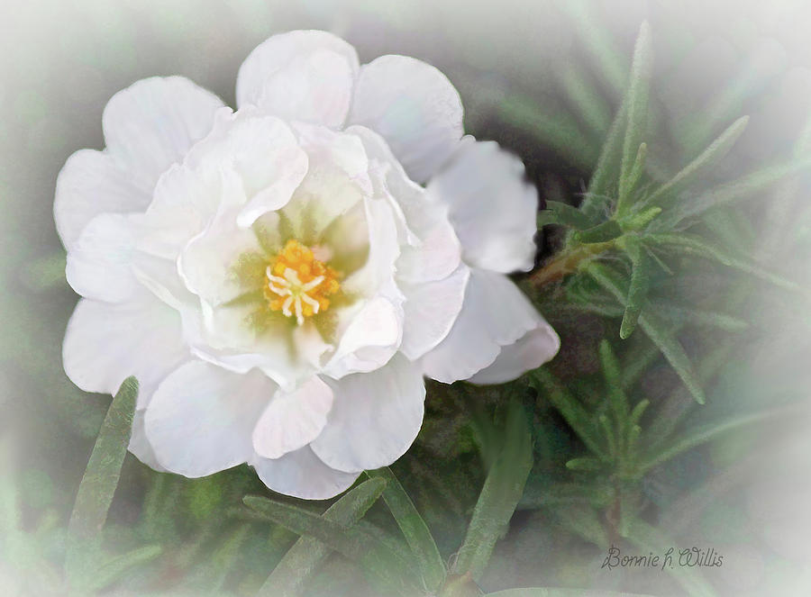 Portulaca in the Fog Photograph by Bonnie Willis