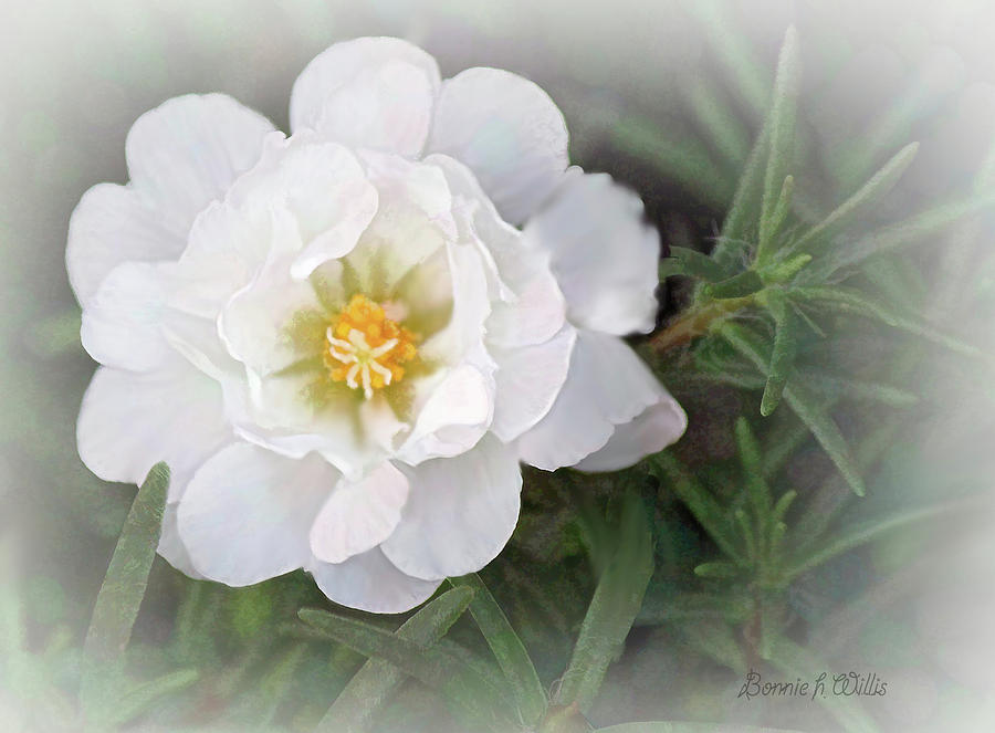 Portulaca in the Fog by Bonnie Willis Portulaca in the Fog by Bonnie Willis