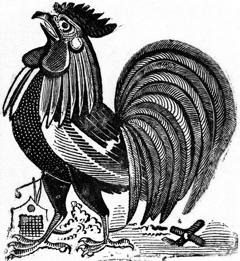 Posada: Rooster, C1895 Painting by Jose Guadalupe Posada