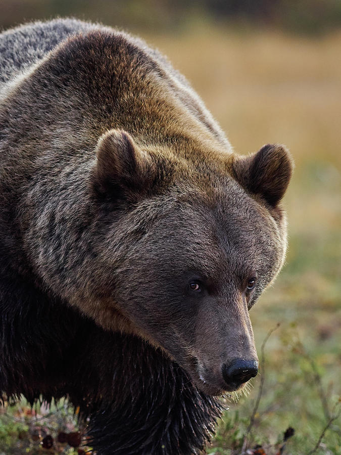 Posing. Brown Bear Photograph by Jouko Lehto - Fine Art America