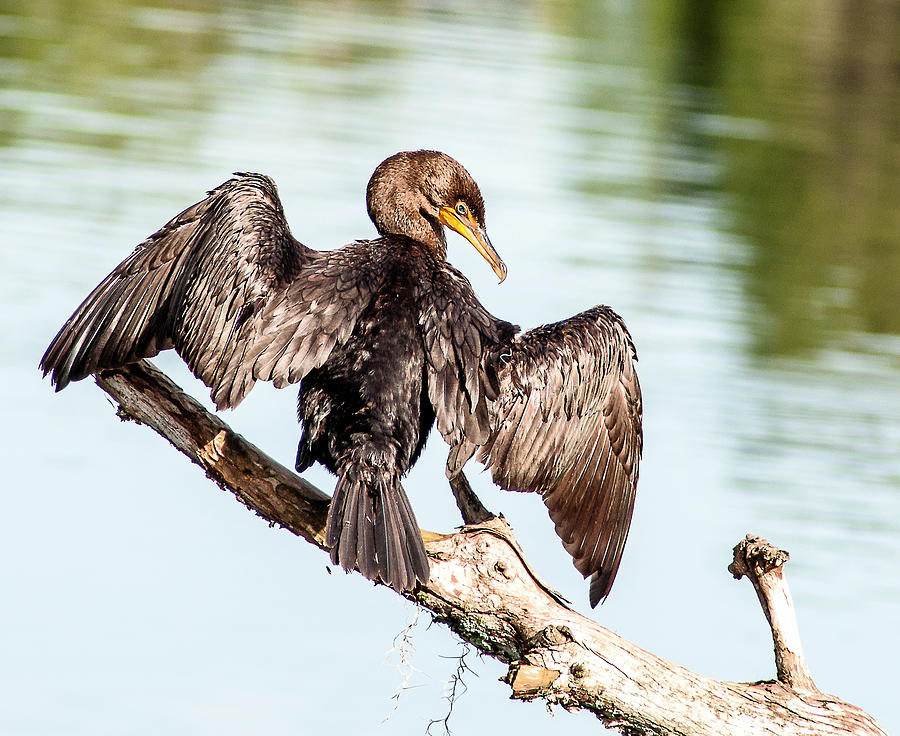 Posing Cormorant Photograph