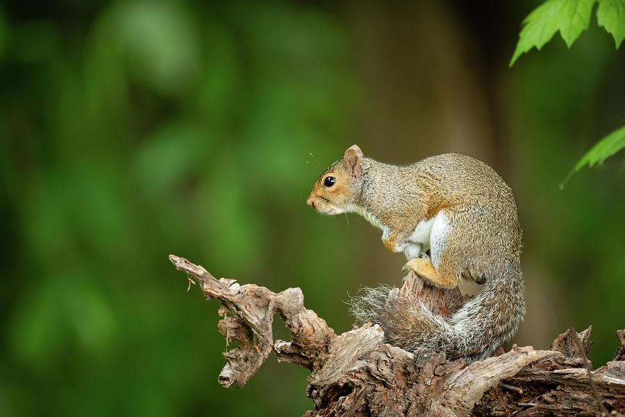 Posing Eastern Gray Squirrel Photograph by Todd Henson