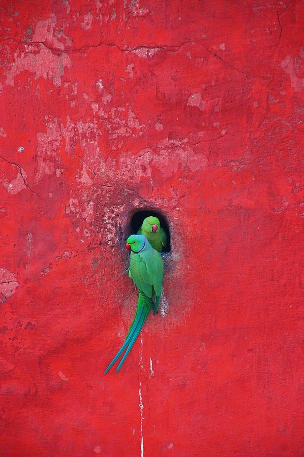 Posing Parakeets Photograph by Zaheer Baber