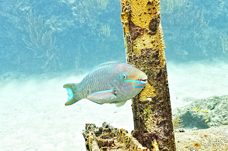 Posing Parrot Fish by Paula Porterfield-Izzo Posing Parrot Fish by Paula Porterfield-Izzo