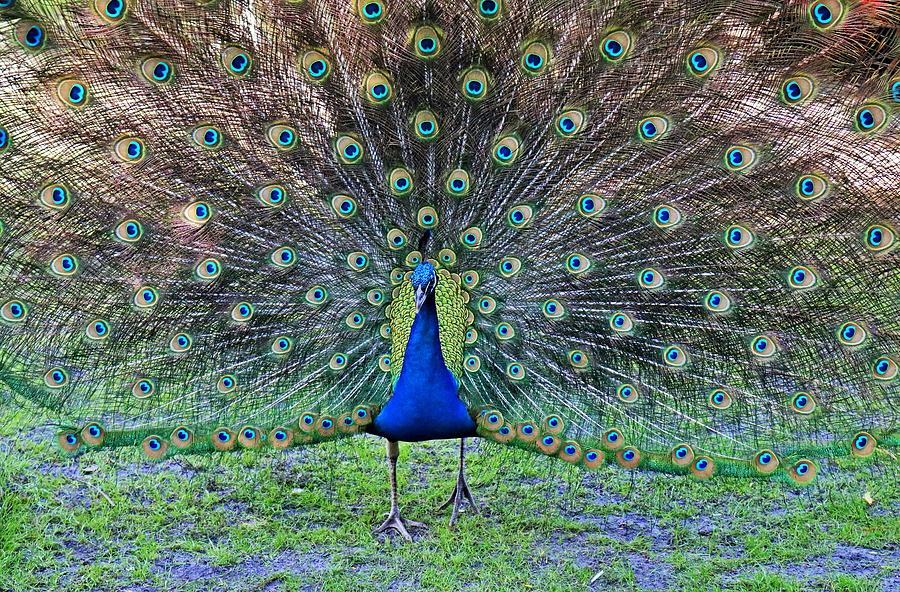 Posing Peacock Photograph by Michiale Schneider